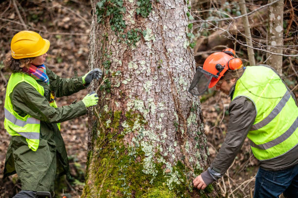 Professional Tree Care in Warrenville, IL