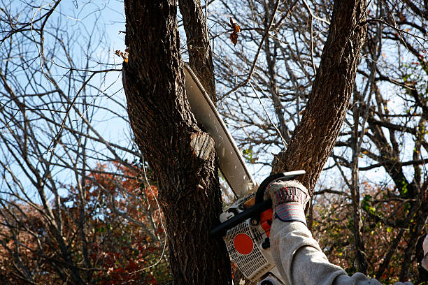 How Our Tree Care Process Works  in  Warrenville, IL